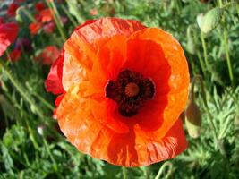 épanouissement coquelicots fleur jardin été rouge. opium, sauvage champ photo