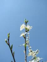 blanc fleurs sur une bifurquer, prunellier dans fleur dans de bonne heure printemps, avec rétro ancien filtres. photo