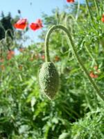 magnifique champ rouge coquelicots avec sélectif se concentrer. doux lumière. Naturel drogues. clairière de rouge coquelicots. solitaire coquelicot. photo