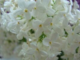 épanouissement commun Syringa vulgaris lilas buisson blanc cultivar. printemps paysage avec bouquet de soumissionner fleurs. photo