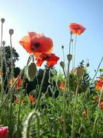 magnifique champ rouge coquelicots avec sélectif se concentrer. doux lumière. Naturel drogues. clairière de rouge coquelicots. solitaire coquelicot. photo