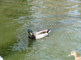 Masculin et femelle colvert canard nager sur une étang avec vert l'eau tandis que photo