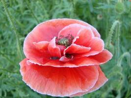 rose coquelicot avec une blanc franges sur une vert Contexte photo