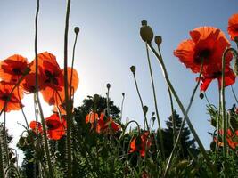 magnifique champ rouge coquelicots avec sélectif se concentrer. doux lumière. Naturel drogues. clairière de rouge coquelicots. solitaire coquelicot. photo