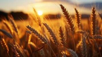 blé champ à le coucher du soleil avec une chaud d'or lumière. le coucher du soleil beauté dans le blé des champs. génératif ai photo