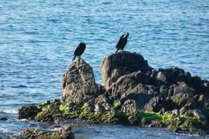 corbarans, oiseaux de mer sur rochers proche à le rive photo