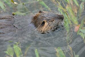 loutre dans le onyar rivière dans le centre de le ville de Gérone. photo