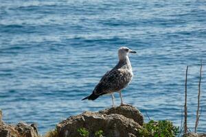 mouettes sauvages dans la nature le long des falaises de la costa brava catalane, méditerranée, espagne. photo