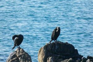 corbarans, oiseaux de mer sur rochers proche à le rive photo