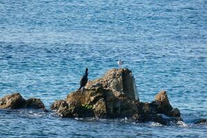 corbarans, oiseaux de mer sur rochers proche à le rive photo