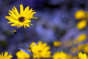 fleurs jaunes dans la nature photo