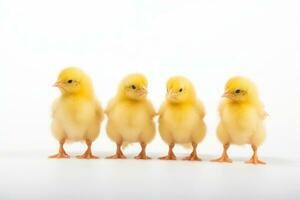 quatre Jaune poussins permanent dans une rangée sur une blanc Contexte ai généré photo