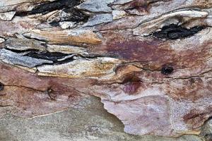 tronc d'écorce de bois d'arbre naturel photo