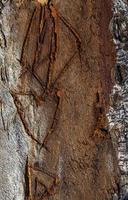 tronc d'écorce de bois d'arbre naturel photo