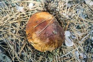 le grand champignon bolet Edulis grandit dans une conifère forêt. photo