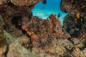 les poissons nagent dans la mer rouge, poissons colorés, eilat israël photo