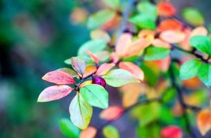 feuilles vertes de saison dans la nature photo