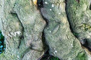 gros plan sur une texture d'écorce d'arbre très détaillée en haute résolution. photo