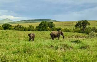 magnifique sauvage éléphants dans le savane de Afrique. photo