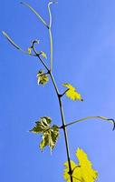 feuilles vertes de saison dans la nature photo