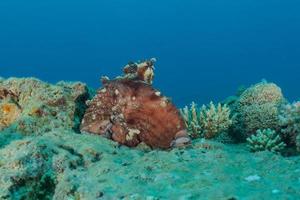 Octopus king of camouflage dans la mer rouge, eilat israël photo