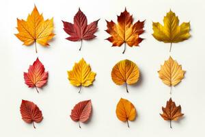 l'automne feuilles isolé et ensemble une part contre une blanc Contexte photo