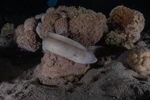 murène mooray lycodontis undulatus dans la mer rouge, eilat israël photo