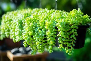 sedum burrito aussi connu comme bébé baudet queue ou âne queue est une succulent plante photo