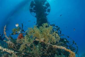 récif de corail et plantes aquatiques dans la mer rouge, eilat israël photo