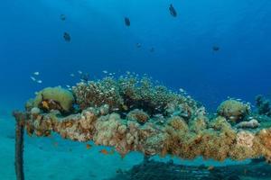 récif de corail et plantes aquatiques dans la mer rouge, eilat israël photo