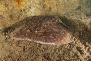 Torpedo sinuspersici sur les fonds marins de la mer rouge, Israël photo