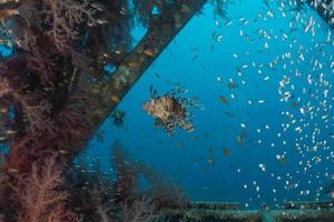 poisson-lion dans les poissons colorés de la mer rouge, eilat israël photo