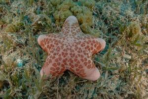 étoile de mer sur les fonds marins de la mer rouge, eilat israël