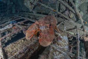 homards dans la mer rouge coloré et beau, eilat israël photo