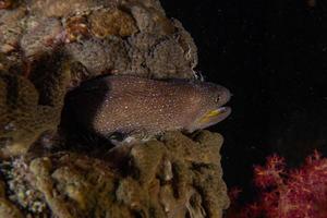 murène mooray lycodontis undulatus dans la mer rouge, eilat israël photo