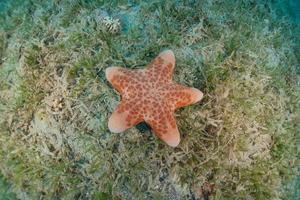 étoile de mer sur les fonds marins de la mer rouge, eilat israël photo