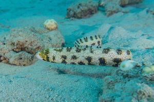 anguille de serpent tigre dans la mer rouge colorée et belle, eilat israël photo