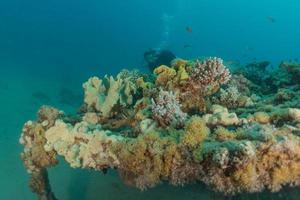 récif de corail et plantes aquatiques dans la mer rouge, eilat israël photo