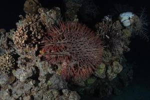 récif de corail et plantes aquatiques dans la mer rouge, eilat israël photo