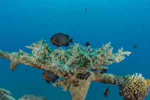 récif de corail et plantes aquatiques dans la mer rouge, eilat israël photo