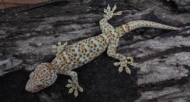 gecko tokay sur arbre photo