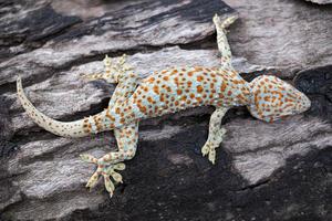 gecko tokay sur arbre photo