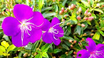 fleur de dianthus dans le jardin photo