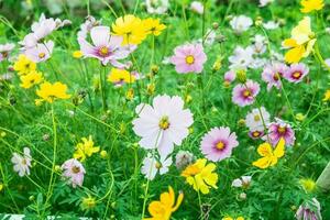 fleur de dianthus dans le jardin photo