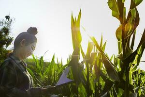 jeune agriculteur observant quelques cartes de maïs en dépôt photo