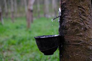 le latex laiteux frais s'écoule dans un bol en plastique de l'arbre à caoutchouc para photo