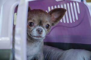 une petit chien coups d'oeil en dehors de une transporteur photo