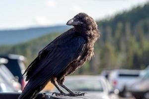 corbeau ou corbeau perché sur un véhicule dans le parc photo