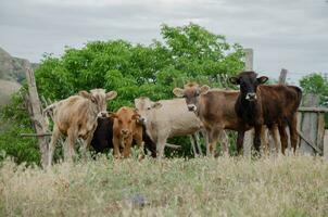 vaches et veaux sur le courir dans été. haute qualité photo