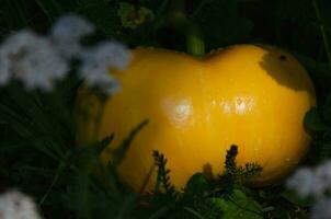 Jaune citrouille grandit dans le jardin dans le herbe photo